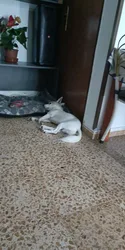 Imagen de reseña 1