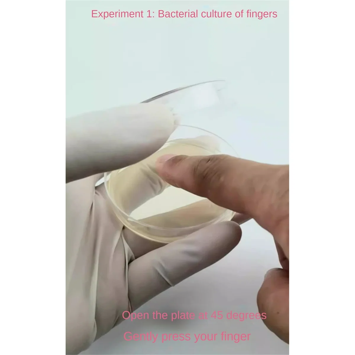 Placa de Petri de ágar Dextrose de patata, placa de Petri bacteriana para setas, kit de prueba casera o proyecto de juerga científica, 10 Uds. - imagen 3