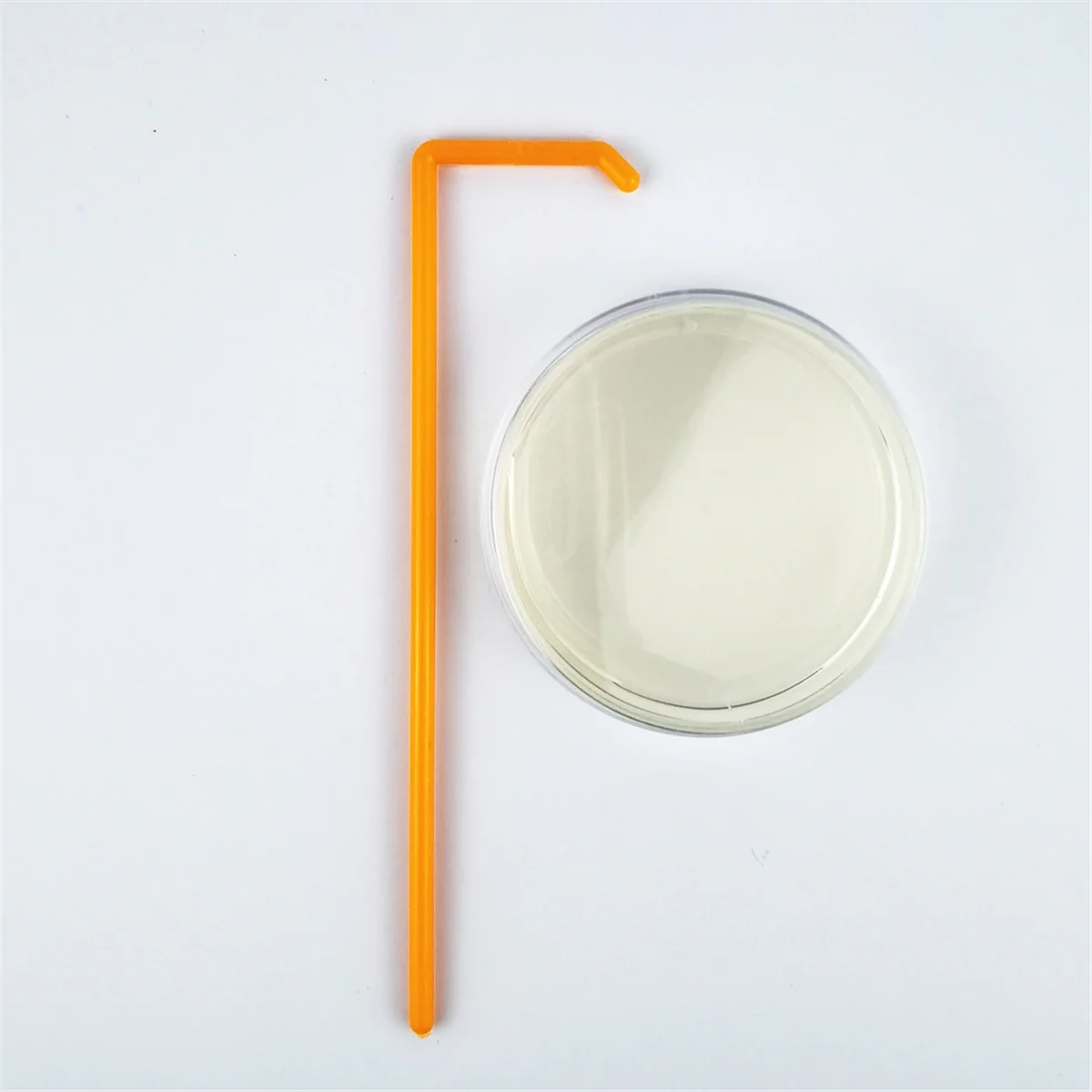 Placa de Petri de ágar Dextrose de patata, placa de Petri bacteriana para setas, kit de prueba casera o proyecto de juerga científica, 10 Uds. - imagen 4