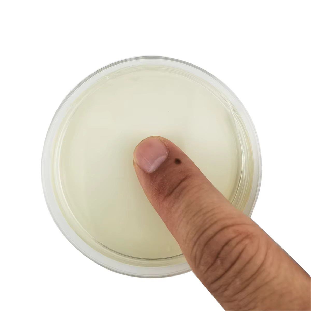 Placa de Petri de ágar Dextrose de patata, placa de Petri bacteriana para setas, kit de prueba casera o proyecto de juerga científica, 10 Uds. - imagen 2