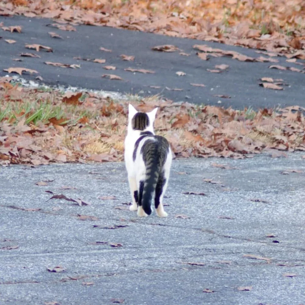 Lightdow 420-800mm F8.3-16 lente de Zoom de retrato Manual con teleconvertidor 2X para cámara Canon Nikon Sony RU EE. UU. ES envío - imagen 5